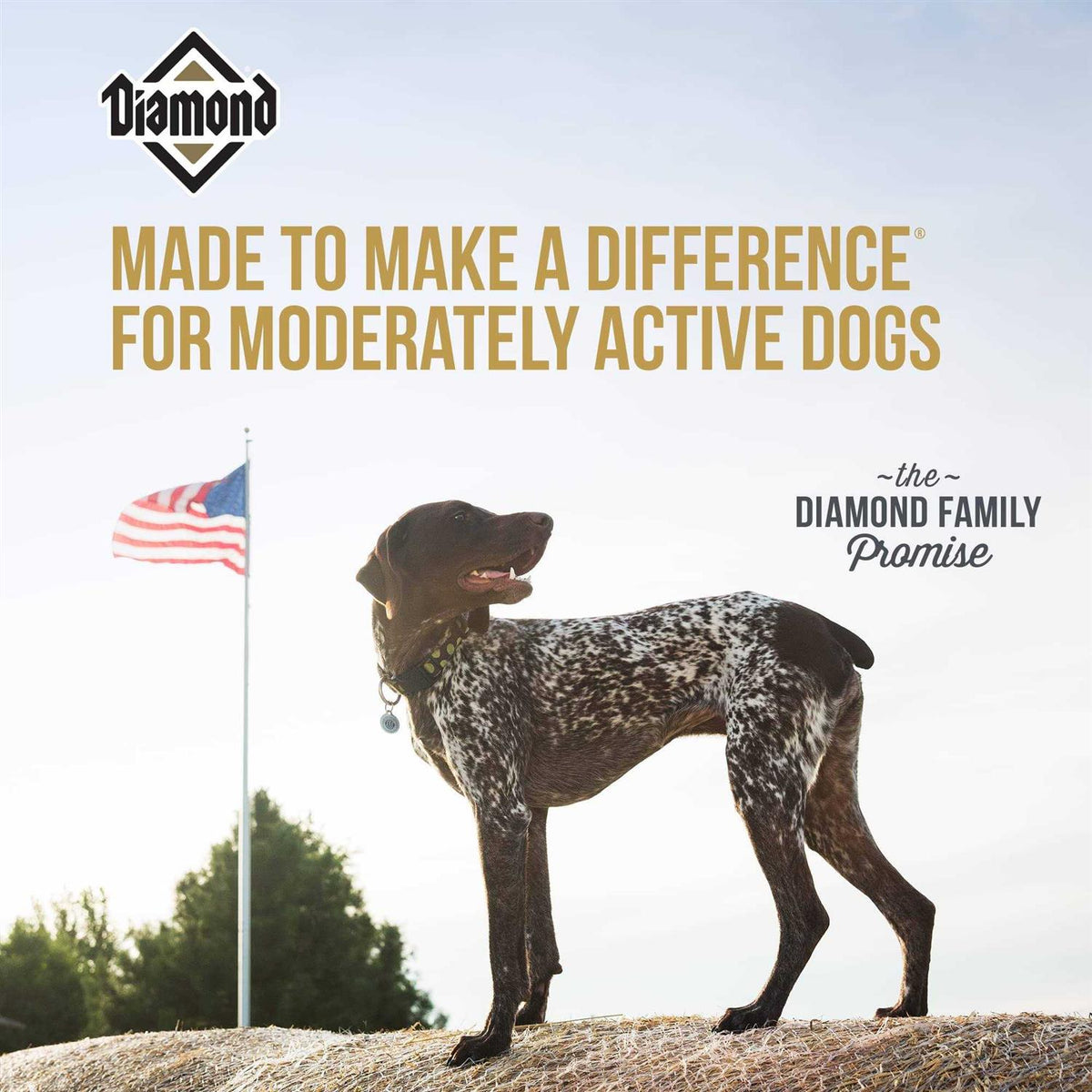 Dog Food K2653