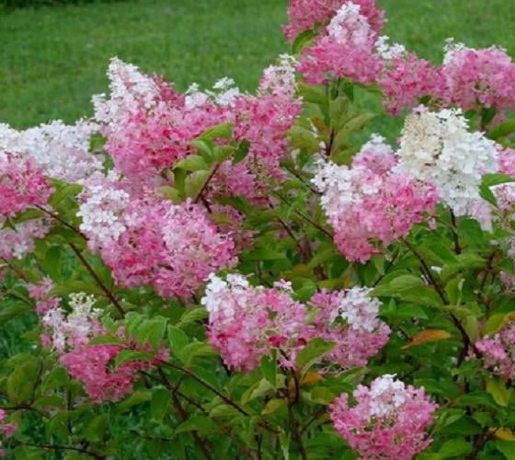 Vanilla Strawberry Panicle Hydrangea Live Plant Full Gallon Pot Q15187
