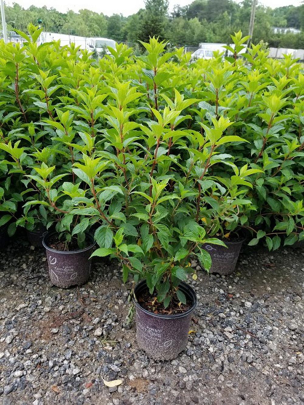 Vanilla Strawberry Panicle Hydrangea Live Plant Full Gallon Pot Q15187