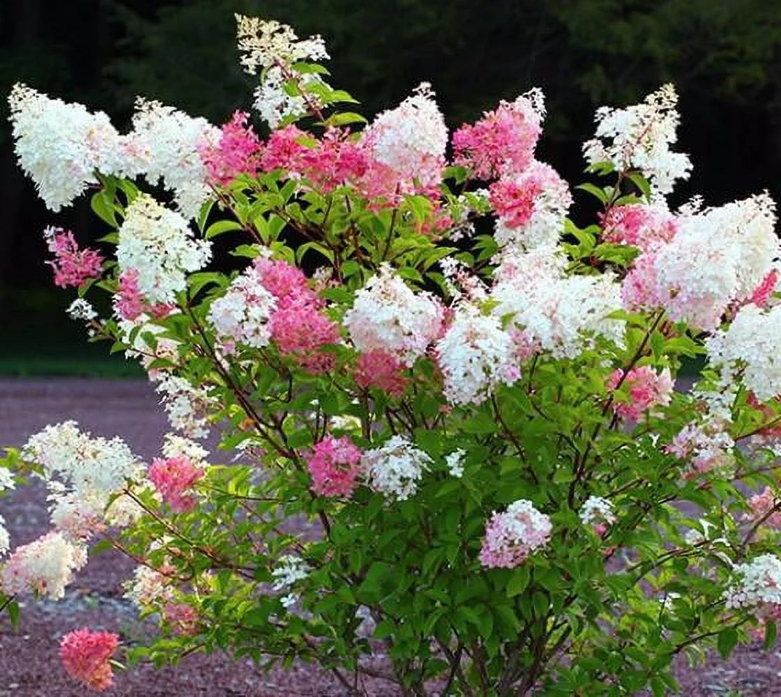 Vanilla Strawberry Panicle Hydrangea Live Plant Full Gallon Pot Q15187
