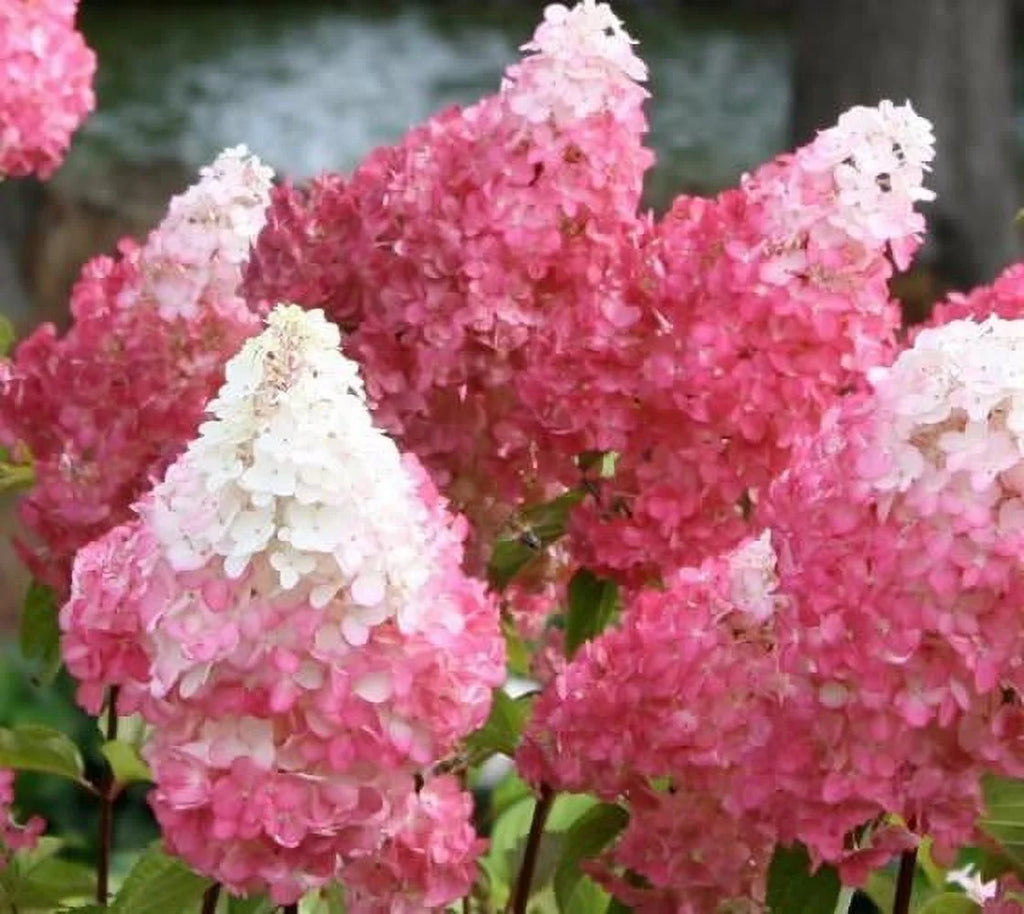 Vanilla Strawberry Panicle Hydrangea Live Plant Full Gallon Pot Q15187